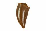 Raptor Tooth - Real Dinosaur Tooth #90088-1